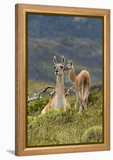 Guanaco and baby, Andes Mountain, Torres del Paine National Park, Chile. Patagonia-Adam Jones-Framed Premier Image Canvas