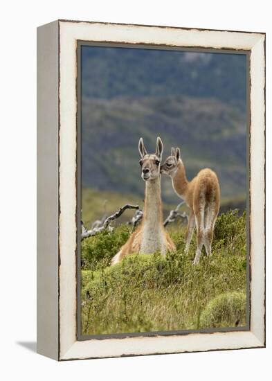 Guanaco and baby, Andes Mountain, Torres del Paine National Park, Chile. Patagonia-Adam Jones-Framed Premier Image Canvas