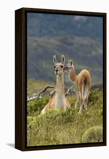 Guanaco and baby, Andes Mountain, Torres del Paine National Park, Chile. Patagonia-Adam Jones-Framed Premier Image Canvas