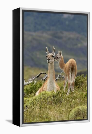 Guanaco and baby, Andes Mountain, Torres del Paine National Park, Chile. Patagonia-Adam Jones-Framed Premier Image Canvas