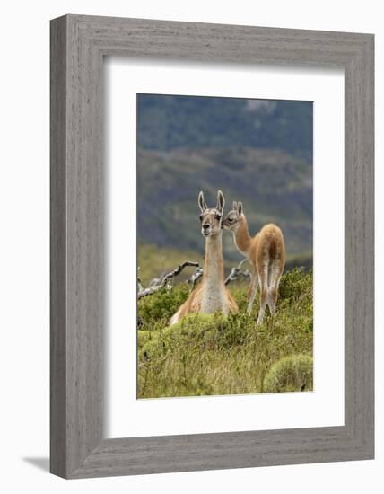 Guanaco and baby, Andes Mountain, Torres del Paine National Park, Chile. Patagonia-Adam Jones-Framed Photographic Print