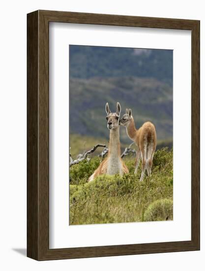 Guanaco and baby, Andes Mountain, Torres del Paine National Park, Chile. Patagonia-Adam Jones-Framed Photographic Print