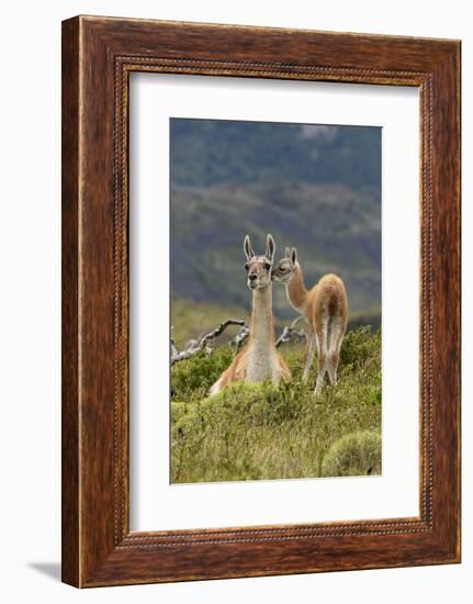 Guanaco and baby, Andes Mountain, Torres del Paine National Park, Chile. Patagonia-Adam Jones-Framed Photographic Print