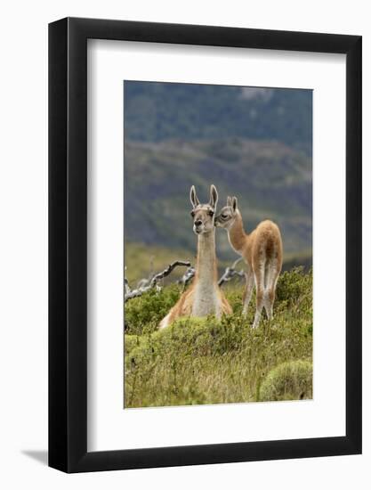 Guanaco and baby, Andes Mountain, Torres del Paine National Park, Chile. Patagonia-Adam Jones-Framed Photographic Print