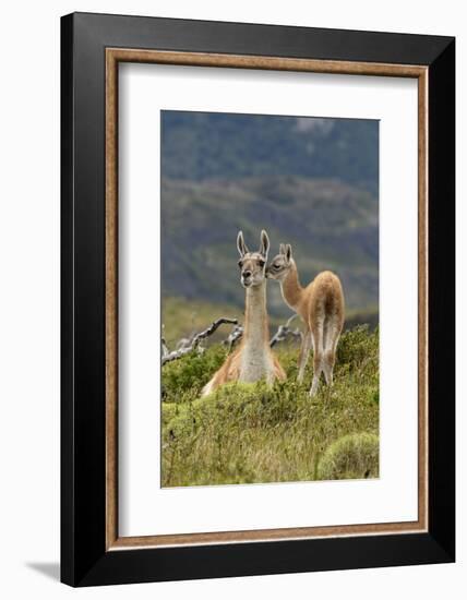 Guanaco and baby, Andes Mountain, Torres del Paine National Park, Chile. Patagonia-Adam Jones-Framed Photographic Print