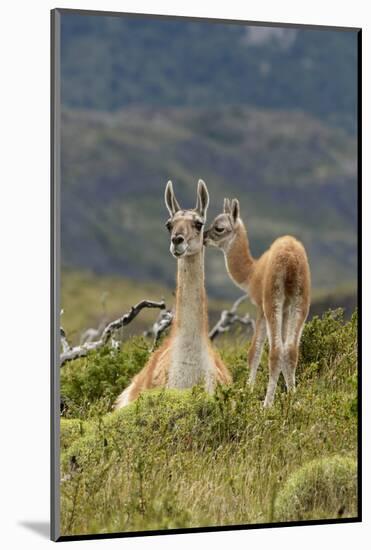 Guanaco and baby, Andes Mountain, Torres del Paine National Park, Chile. Patagonia-Adam Jones-Mounted Photographic Print