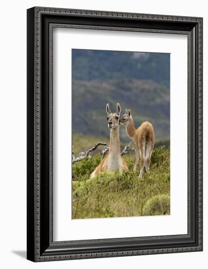 Guanaco and baby, Andes Mountain, Torres del Paine National Park, Chile. Patagonia-Adam Jones-Framed Photographic Print