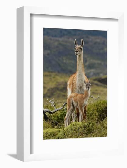 Guanaco and baby, Andes Mountain, Torres del Paine National Park, Chile. Patagonia-Adam Jones-Framed Photographic Print