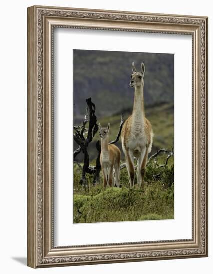 Guanaco and baby, Andes Mountain, Torres del Paine National Park, Chile, Patagonia-Adam Jones-Framed Photographic Print