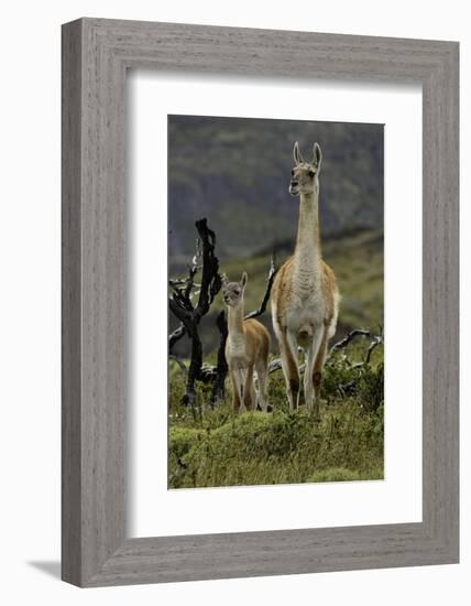 Guanaco and baby, Andes Mountain, Torres del Paine National Park, Chile, Patagonia-Adam Jones-Framed Photographic Print