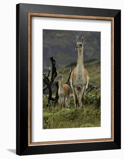 Guanaco and baby, Andes Mountain, Torres del Paine National Park, Chile, Patagonia-Adam Jones-Framed Photographic Print