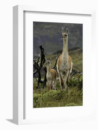 Guanaco and baby, Andes Mountain, Torres del Paine National Park, Chile, Patagonia-Adam Jones-Framed Photographic Print