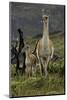 Guanaco and baby, Andes Mountain, Torres del Paine National Park, Chile, Patagonia-Adam Jones-Mounted Photographic Print