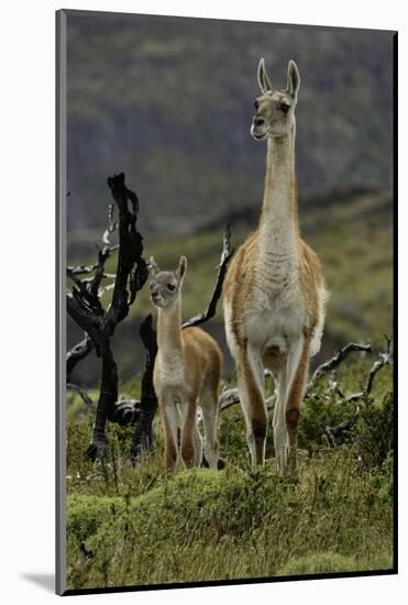 Guanaco and baby, Andes Mountain, Torres del Paine National Park, Chile, Patagonia-Adam Jones-Mounted Photographic Print