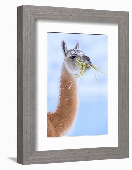 Guanaco chewing grass, Torres del Paine National Park, Chile-Nick Garbutt-Framed Photographic Print