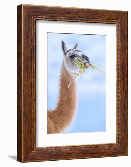 Guanaco chewing grass, Torres del Paine National Park, Chile-Nick Garbutt-Framed Photographic Print