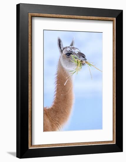Guanaco chewing grass, Torres del Paine National Park, Chile-Nick Garbutt-Framed Photographic Print