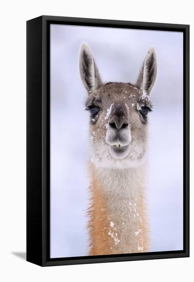 Guanaco dusted in snow, head portrait, Patagonia, Chile-Nick Garbutt-Framed Premier Image Canvas