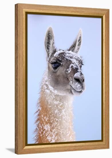 Guanaco dusted in snow, Torres del Paine National Park, Chile-Nick Garbutt-Framed Premier Image Canvas