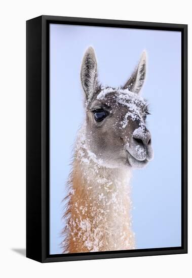 Guanaco dusted in snow, Torres del Paine National Park, Chile-Nick Garbutt-Framed Premier Image Canvas