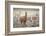 Guanaco grazing on grassland plain, Patagonia, Chile-Alex Hyde-Framed Photographic Print