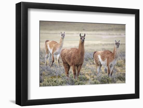 Guanaco grazing on grassland plain, Patagonia, Chile-Alex Hyde-Framed Photographic Print