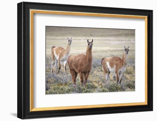 Guanaco grazing on grassland plain, Patagonia, Chile-Alex Hyde-Framed Photographic Print