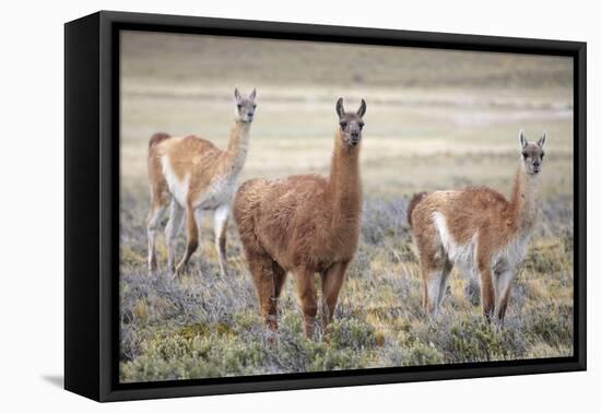 Guanaco grazing on grassland plain, Patagonia, Chile-Alex Hyde-Framed Premier Image Canvas