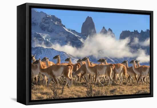 Guanaco herd with the 'Towers' rock formation in background, Chile-Nick Garbutt-Framed Premier Image Canvas