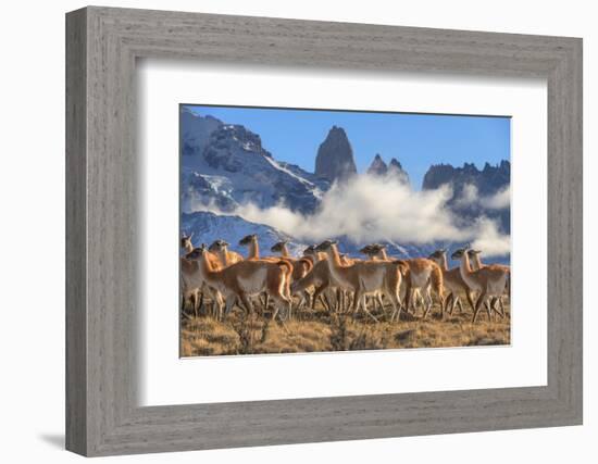 Guanaco herd with the 'Towers' rock formation in background, Chile-Nick Garbutt-Framed Photographic Print