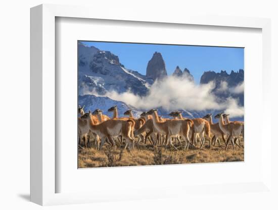 Guanaco herd with the 'Towers' rock formation in background, Chile-Nick Garbutt-Framed Photographic Print