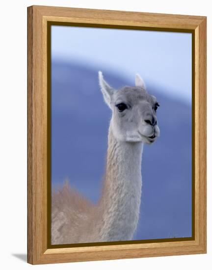 Guanaco in Torres del Paine National Park, Coquimbo, Chile-Andres Morya-Framed Premier Image Canvas