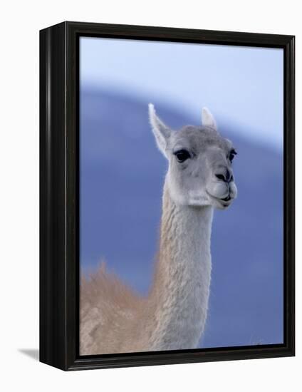 Guanaco in Torres del Paine National Park, Coquimbo, Chile-Andres Morya-Framed Premier Image Canvas