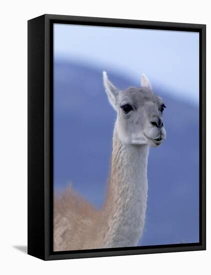 Guanaco in Torres del Paine National Park, Coquimbo, Chile-Andres Morya-Framed Premier Image Canvas