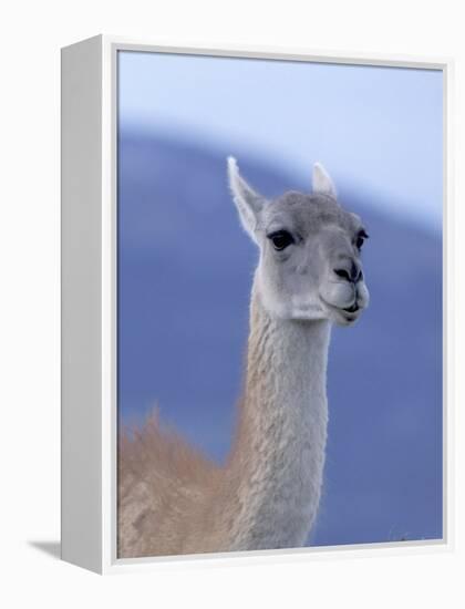 Guanaco in Torres del Paine National Park, Coquimbo, Chile-Andres Morya-Framed Premier Image Canvas