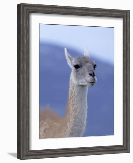 Guanaco in Torres del Paine National Park, Coquimbo, Chile-Andres Morya-Framed Photographic Print