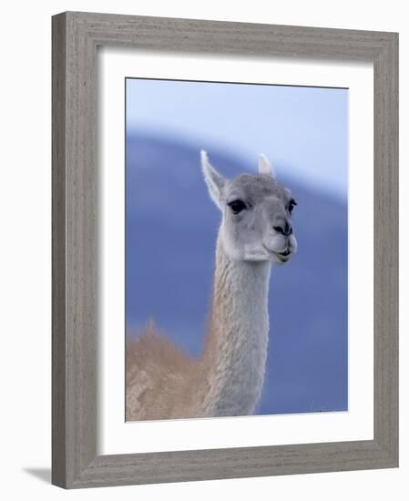 Guanaco in Torres del Paine National Park, Coquimbo, Chile-Andres Morya-Framed Photographic Print