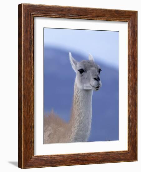 Guanaco in Torres del Paine National Park, Coquimbo, Chile-Andres Morya-Framed Photographic Print