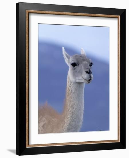 Guanaco in Torres del Paine National Park, Coquimbo, Chile-Andres Morya-Framed Photographic Print