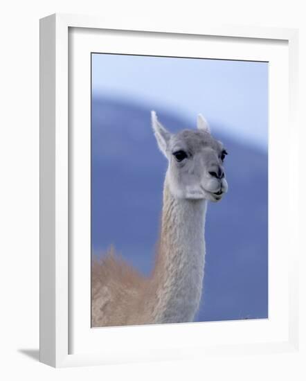 Guanaco in Torres del Paine National Park, Coquimbo, Chile-Andres Morya-Framed Photographic Print