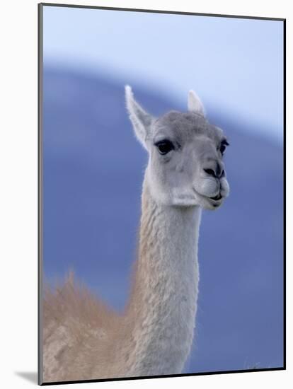 Guanaco in Torres del Paine National Park, Coquimbo, Chile-Andres Morya-Mounted Photographic Print