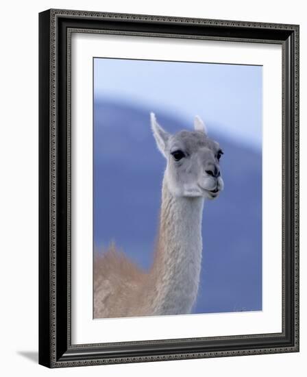 Guanaco in Torres del Paine National Park, Coquimbo, Chile-Andres Morya-Framed Photographic Print