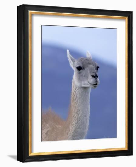 Guanaco in Torres del Paine National Park, Coquimbo, Chile-Andres Morya-Framed Photographic Print