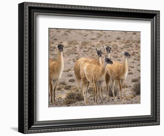 Guanaco (Lama guanicoe), National Park Los Cardones near Cachi. Argentina-Martin Zwick-Framed Photographic Print