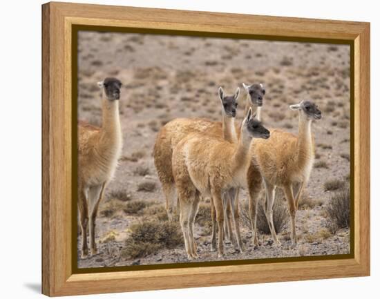 Guanaco (Lama guanicoe), National Park Los Cardones near Cachi. Argentina-Martin Zwick-Framed Premier Image Canvas