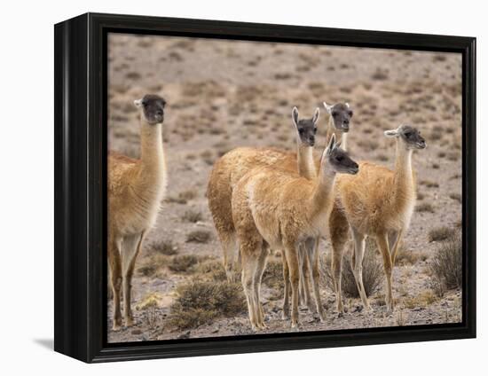 Guanaco (Lama guanicoe), National Park Los Cardones near Cachi. Argentina-Martin Zwick-Framed Premier Image Canvas