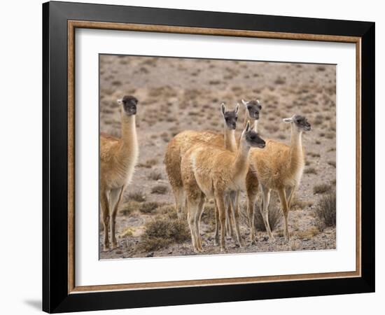 Guanaco (Lama guanicoe), National Park Los Cardones near Cachi. Argentina-Martin Zwick-Framed Photographic Print