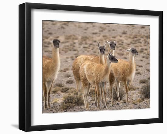 Guanaco (Lama guanicoe), National Park Los Cardones near Cachi. Argentina-Martin Zwick-Framed Photographic Print