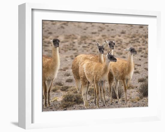 Guanaco (Lama guanicoe), National Park Los Cardones near Cachi. Argentina-Martin Zwick-Framed Photographic Print