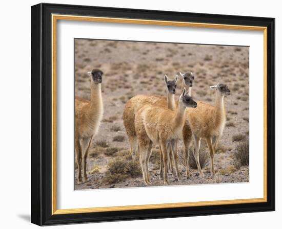 Guanaco (Lama guanicoe), National Park Los Cardones near Cachi. Argentina-Martin Zwick-Framed Photographic Print